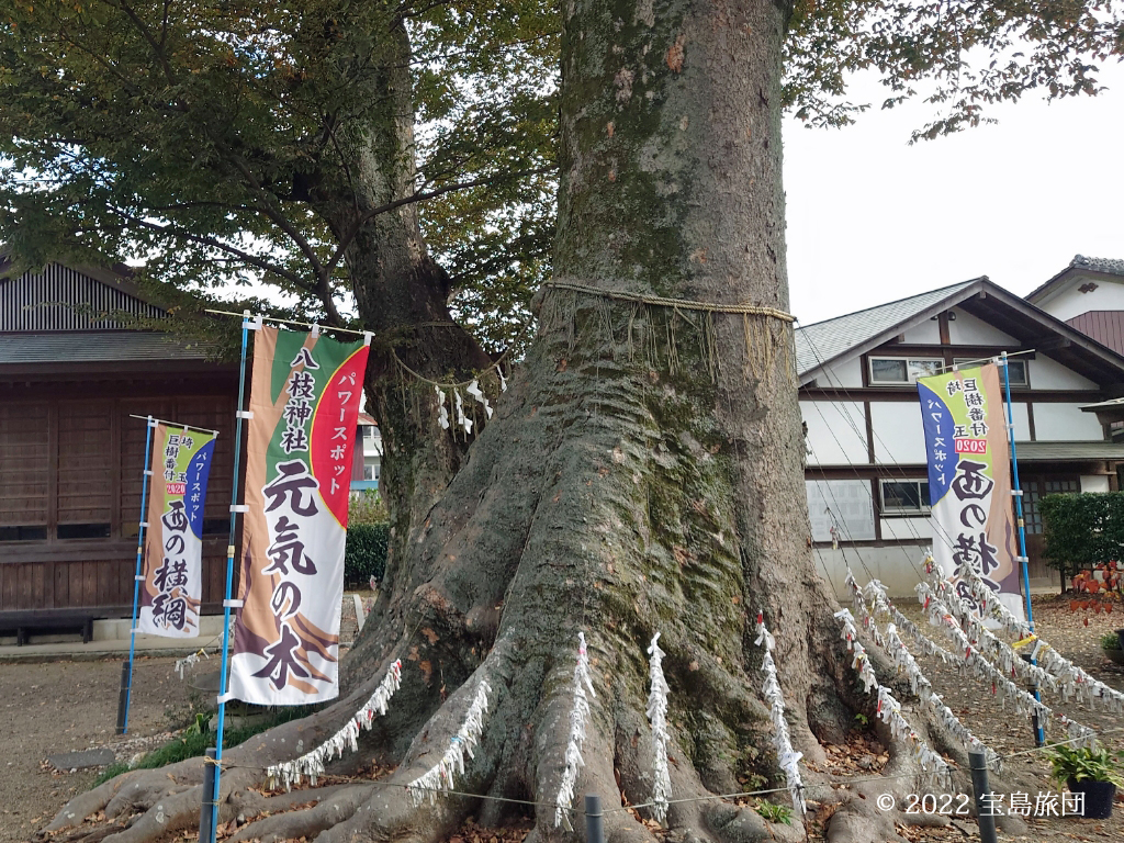 八枝神社のご神木の写真です。